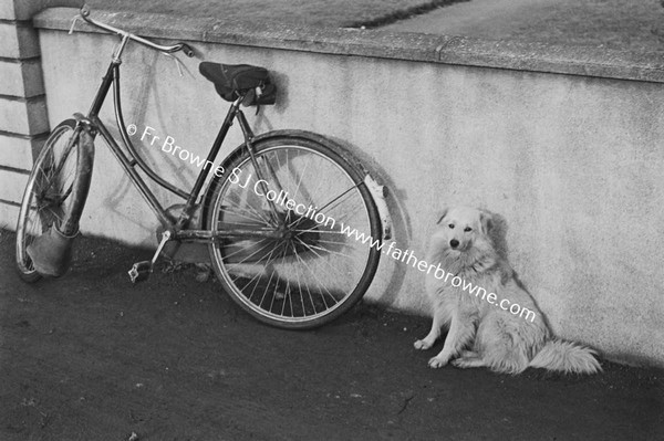 DOG WITH BICYCLE